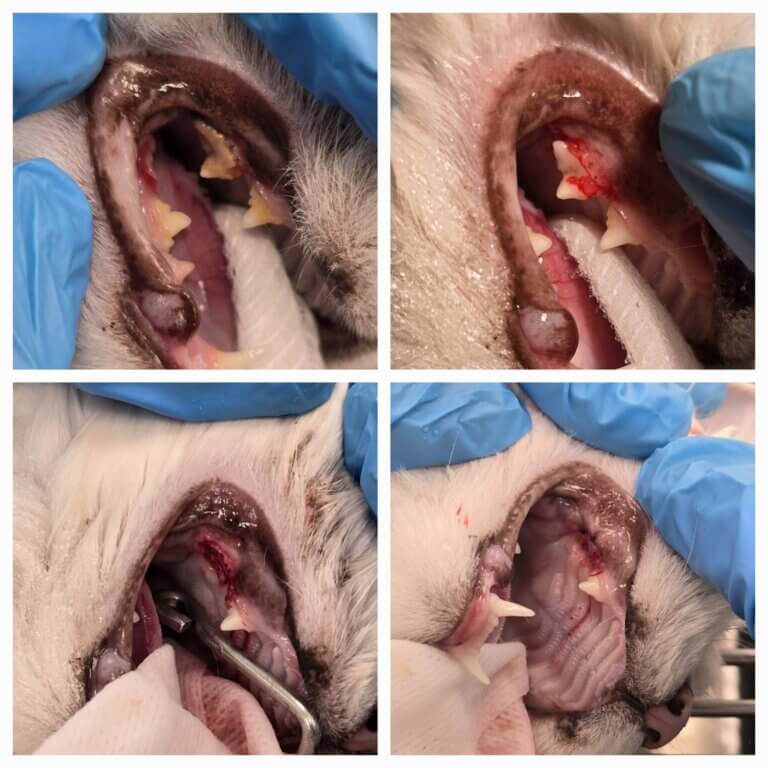2024.6.7 Teeth resorption and extraction