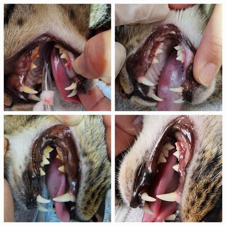 Dental cleaning cat grade 3