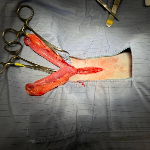 Female Dog Spay