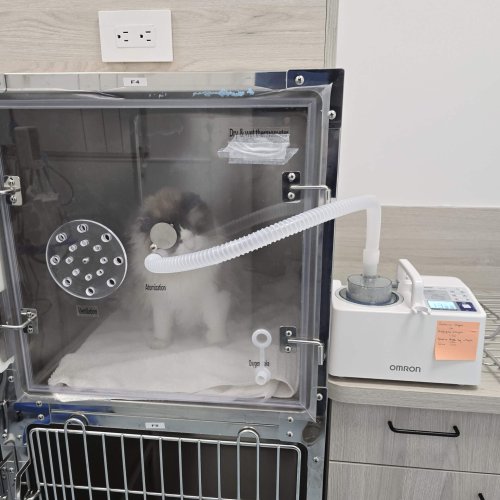 Vaporization Therapy