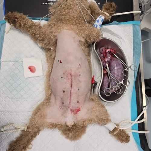 Pyometra