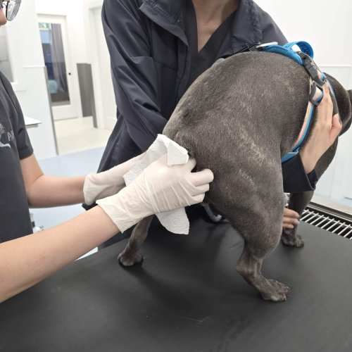 Anal Gland Cleaning