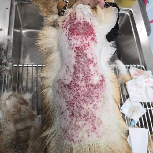 Skin Infection
