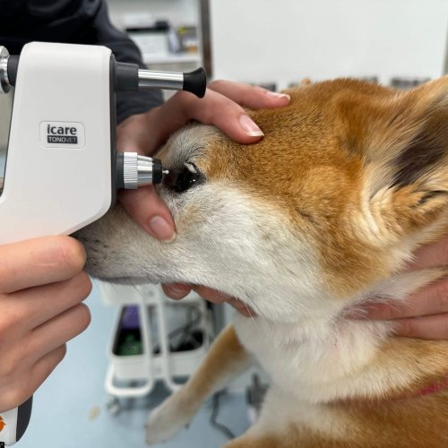 Eye Presure Test