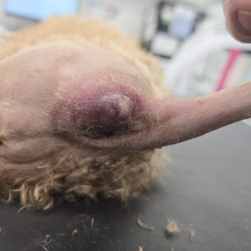 Anal Gland Abcess
