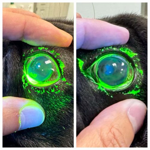 Cornea Ulcer