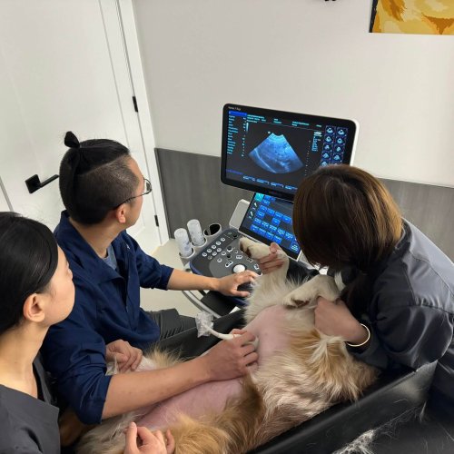Ultrasound Scan