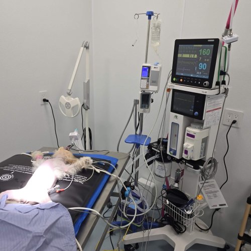 Laparotomy